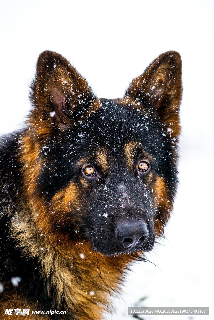雪地中的德国牧羊犬