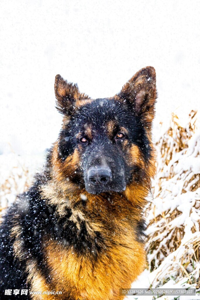 雪地中的德国牧羊犬