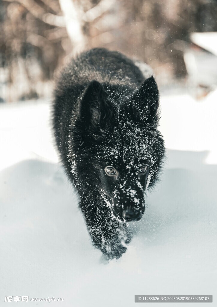 雪地中行走的黑狼