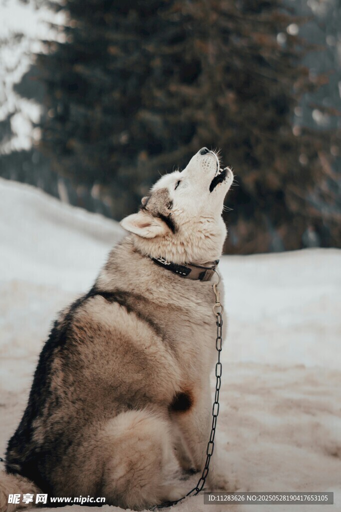 雪地中仰头嚎叫的哈士奇