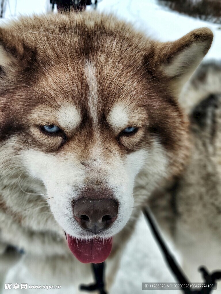 雪地中的哈士奇露出牙齿