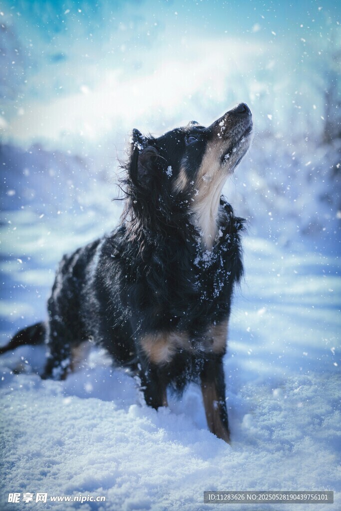 雪地中仰头的黑犬