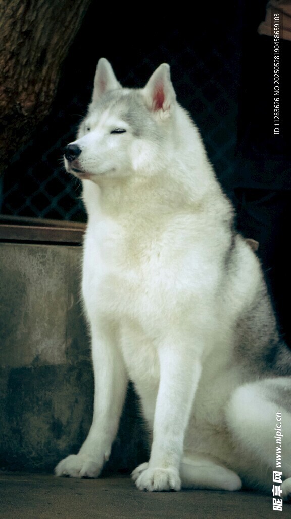 纯白萨摩耶犬
