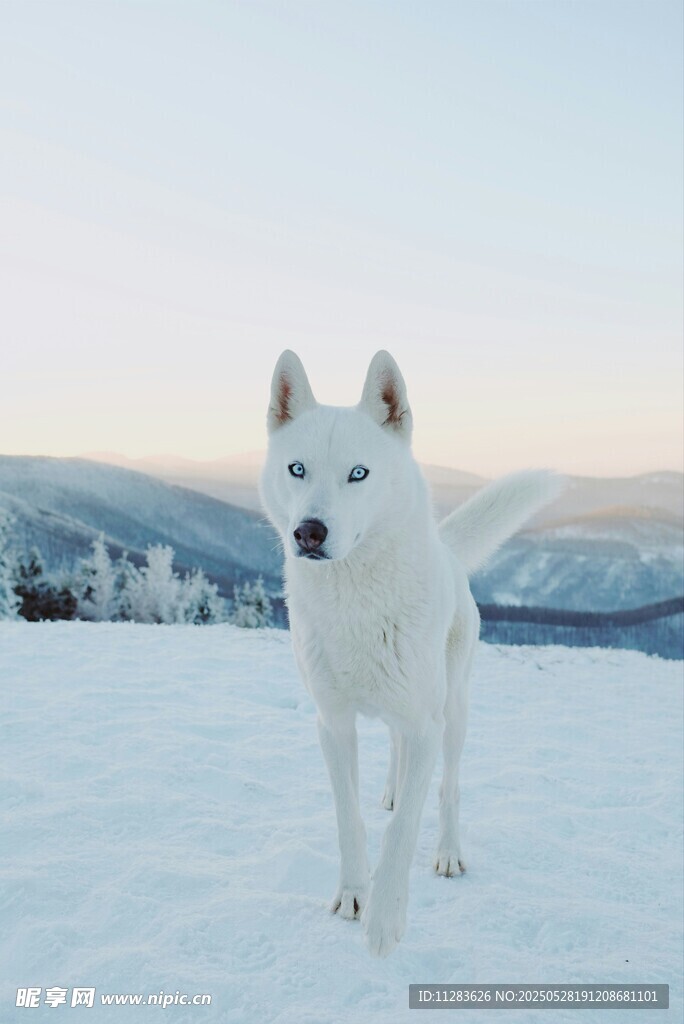 雪地中的纯白哈士奇