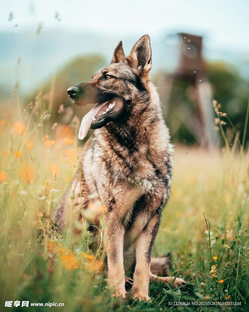 草地中的帅气德国牧羊犬