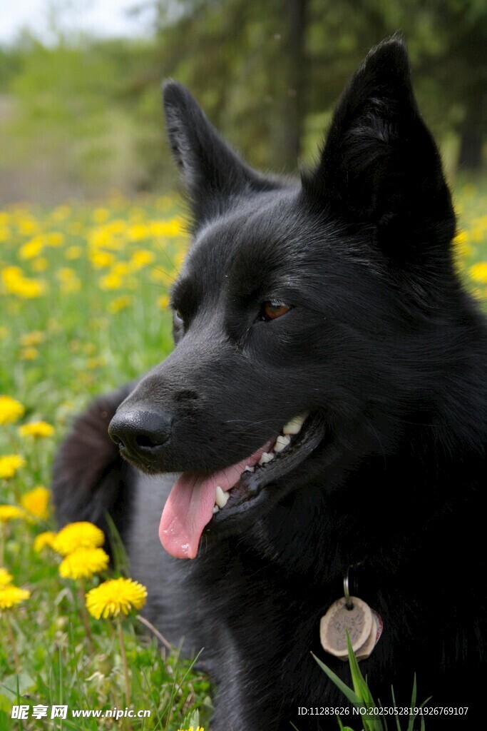 黑犬于花丛中惬意模样