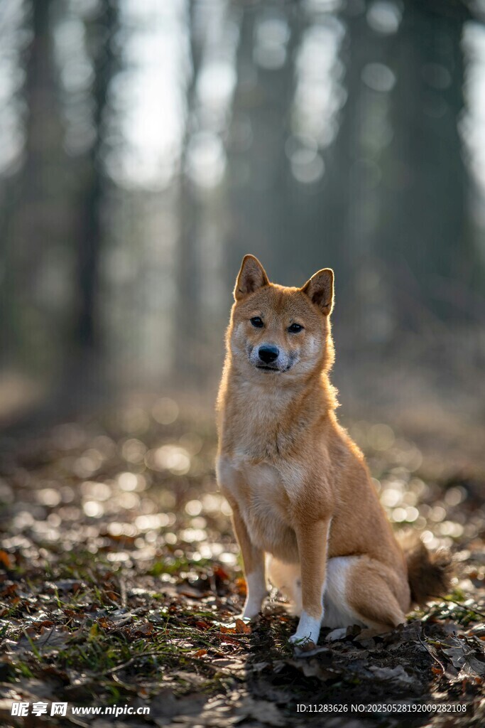林间坐立的可爱柴犬