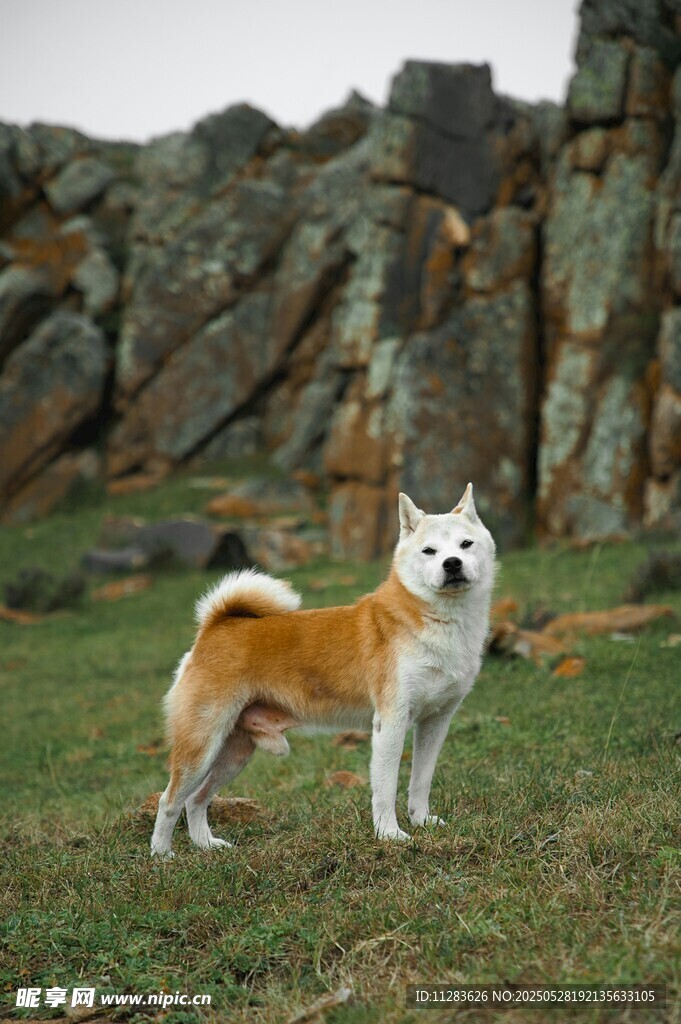 草地上的可爱柴犬