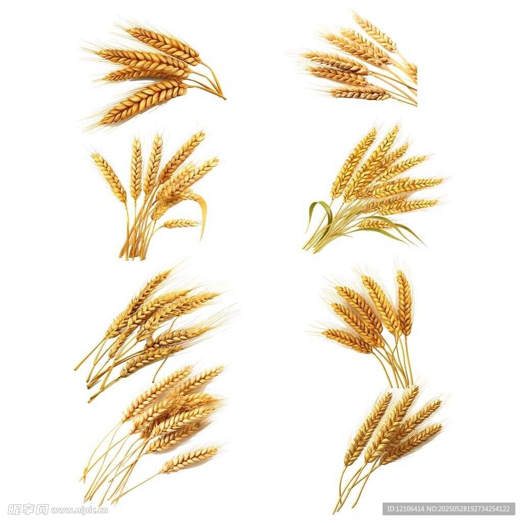 金黄麦穗素材