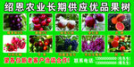 果树苗