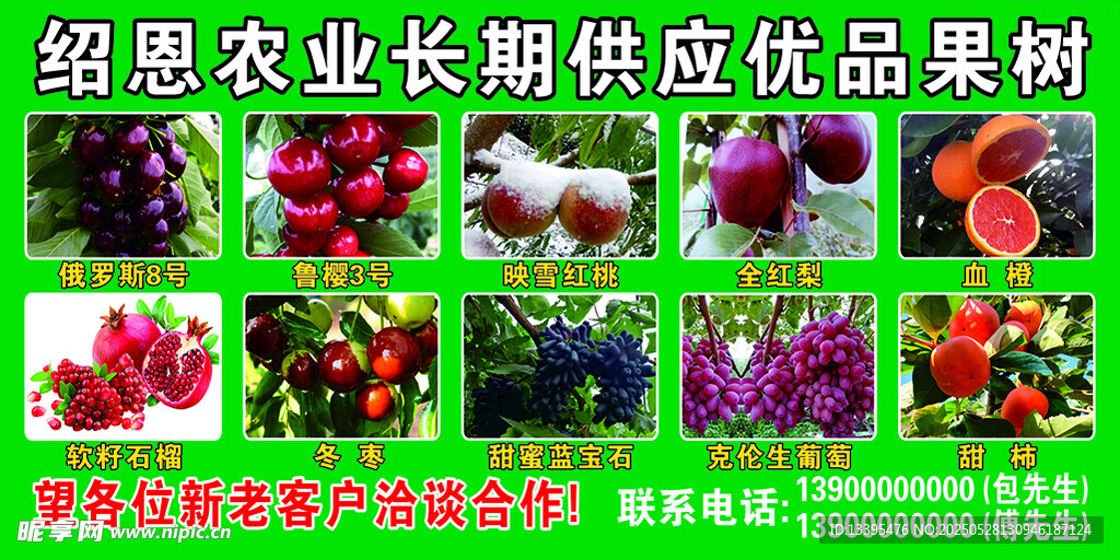 果树苗