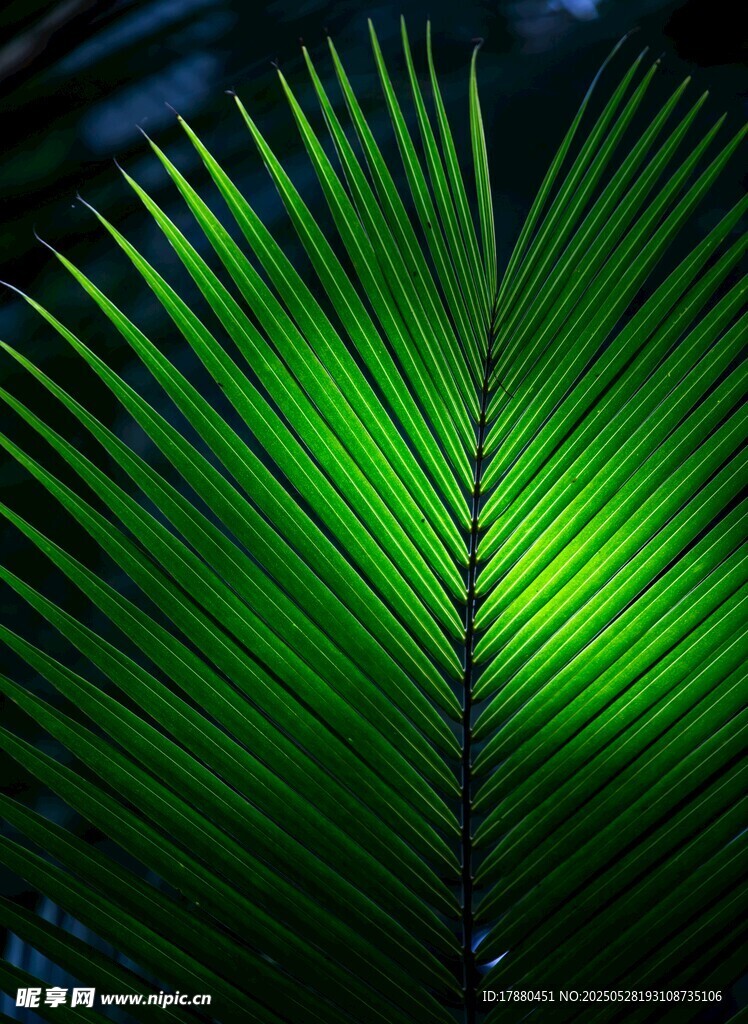 棕榈叶