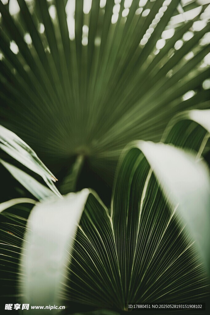 蒲葵