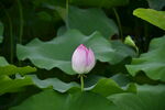 莲花荷花莲藕绿叶鲜花
