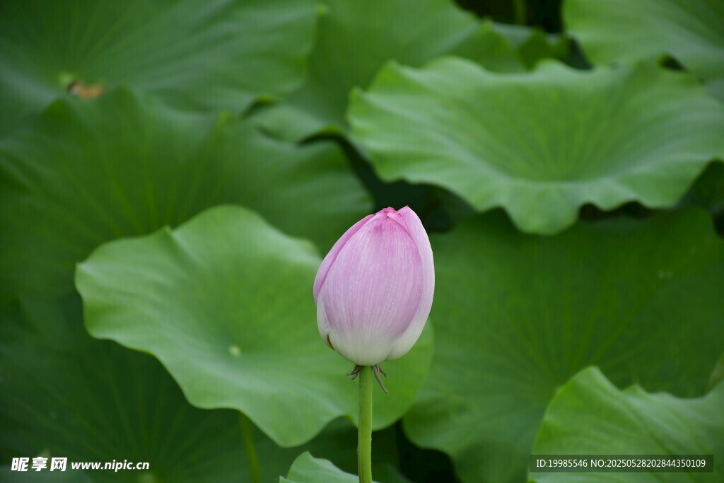 莲花荷花莲藕绿叶鲜花