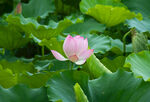 莲花荷花莲藕绿叶鲜花