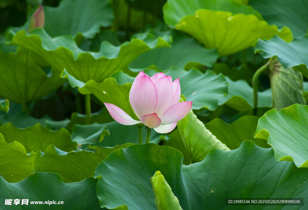 莲花荷花莲藕绿叶鲜花