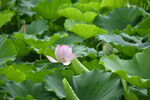 莲花荷花莲藕绿叶鲜花