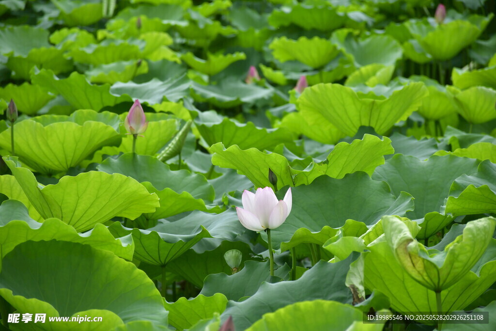 莲花荷花莲藕绿叶鲜花