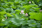莲花荷花莲藕绿叶鲜花