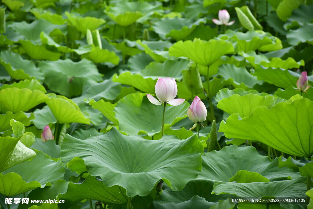 莲花荷花莲藕绿叶鲜花
