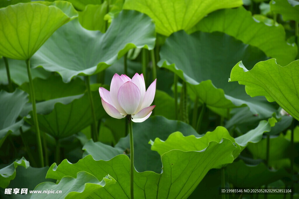 莲花荷花莲藕绿叶鲜花