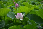 莲花荷花莲藕绿叶鲜花