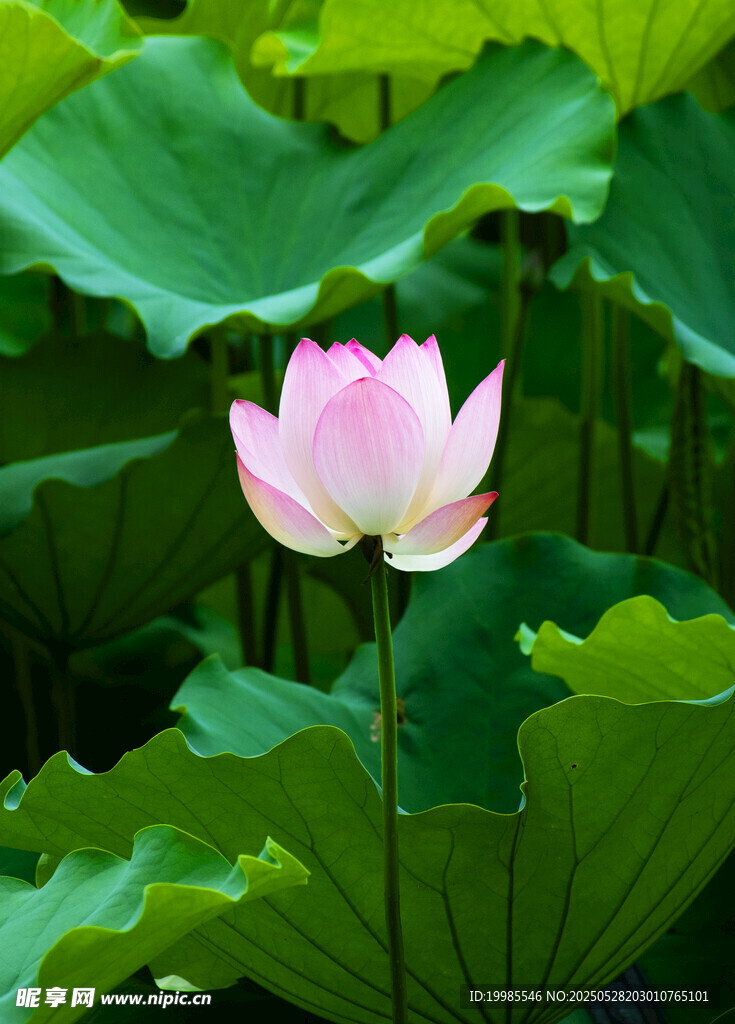 莲花荷花莲藕绿叶鲜花