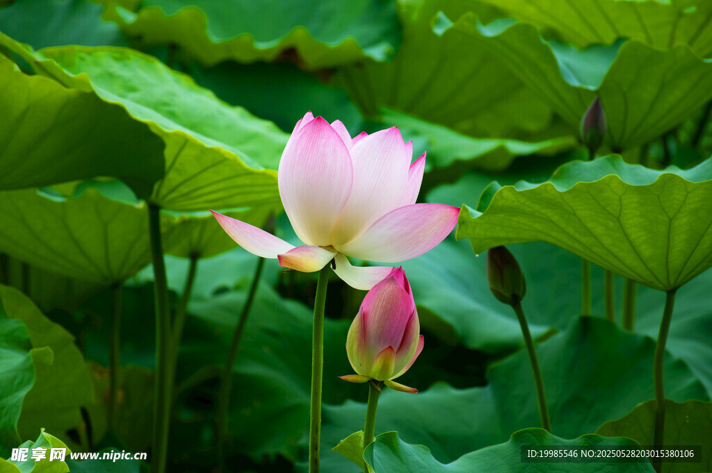 莲花荷花莲藕绿叶鲜花