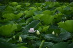 莲花荷花莲藕绿叶鲜花