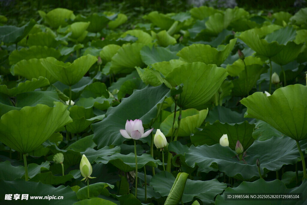 莲花荷花莲藕绿叶鲜花