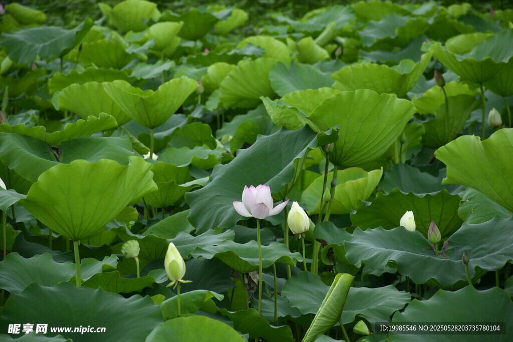 莲花荷花莲藕绿叶鲜花