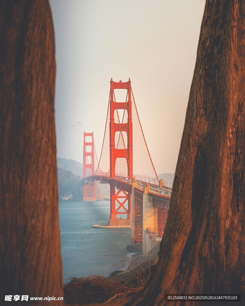 透过树干看金门大桥美景