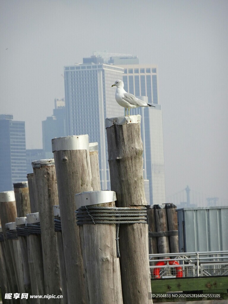 木桩上的海鸥与城市远景
