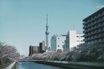 东京河畔樱花与城市景观