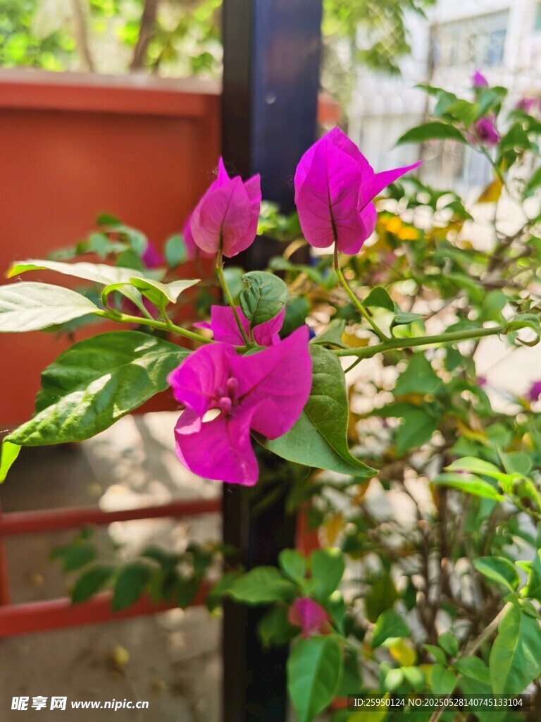 娇艳三角梅绽放生机