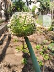 葱属植物特写