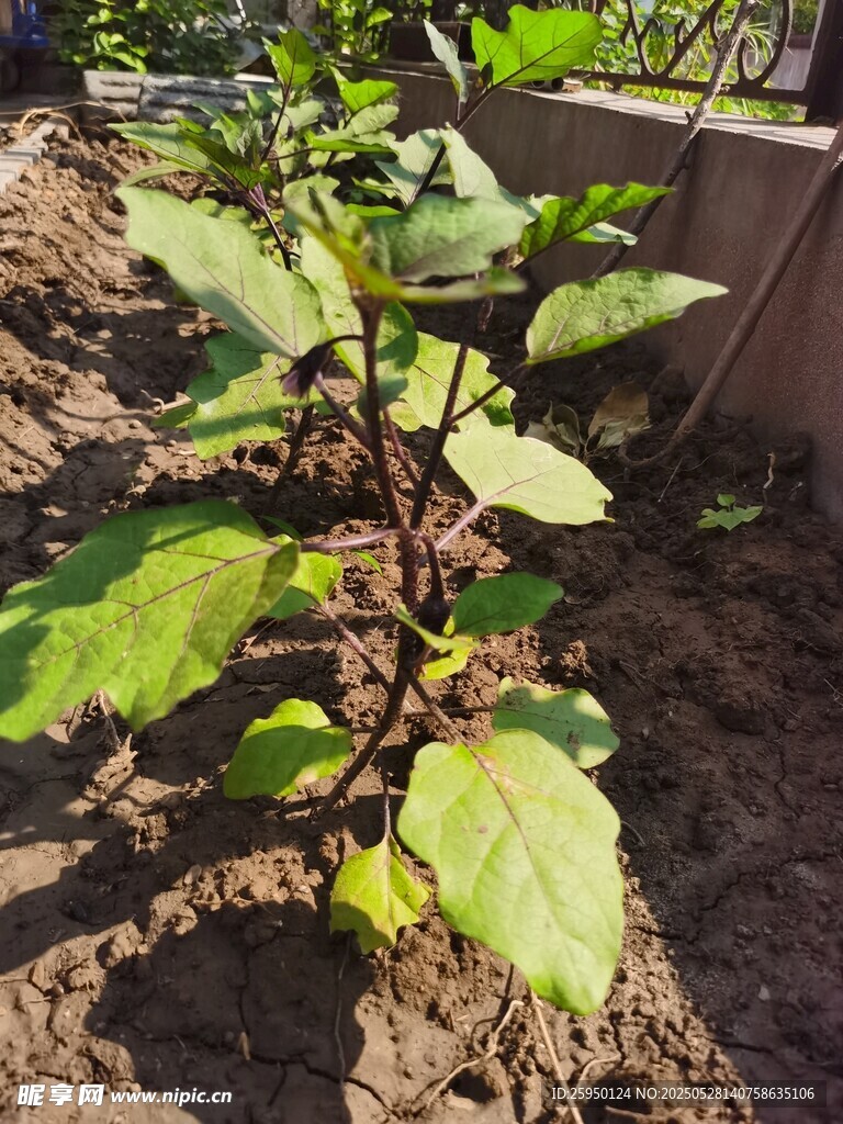 生长中的绿色植物幼苗