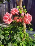娇艳三角梅绽放于绿植间