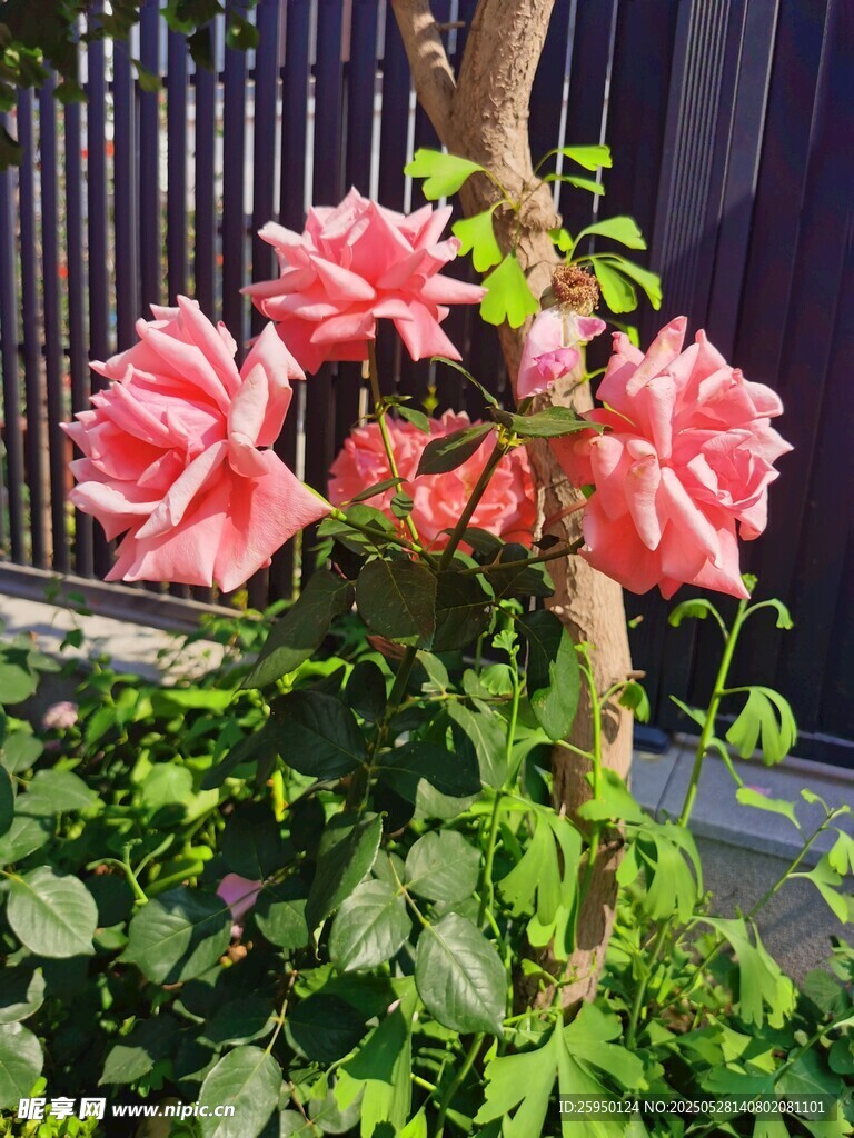 娇艳三角梅绽放于绿植间