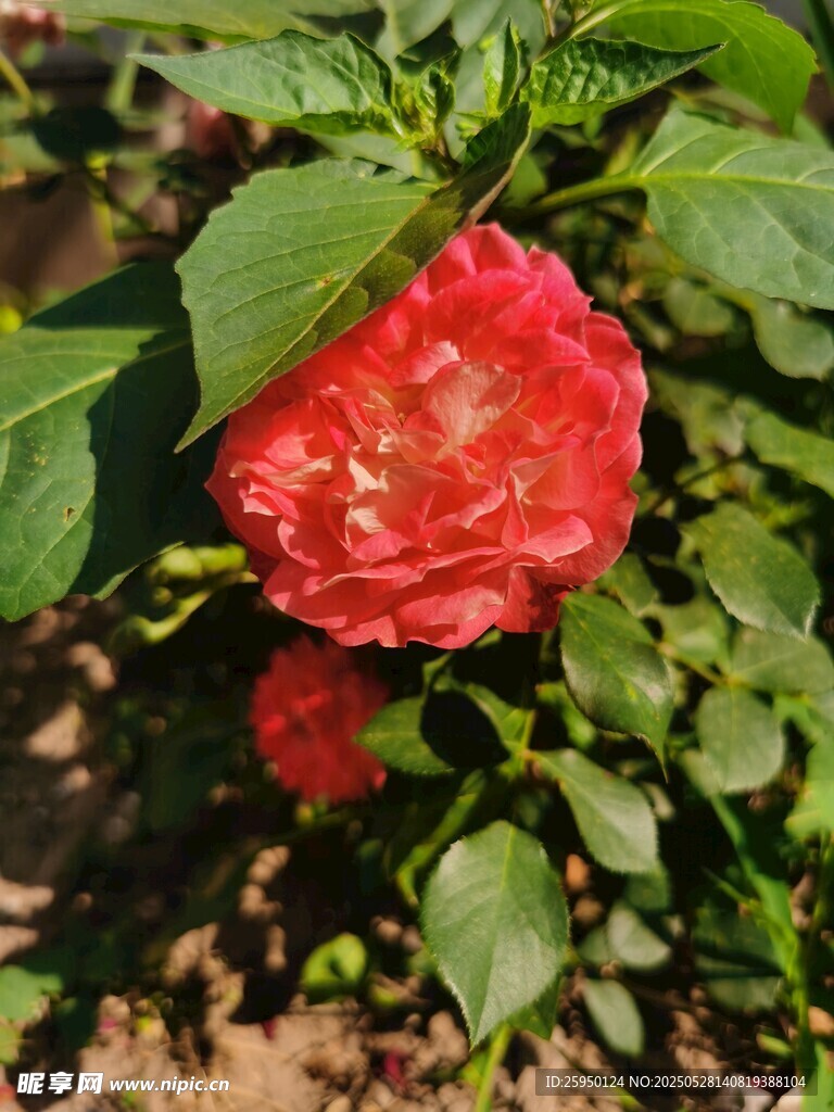 娇艳红玫瑰绽放绿叶间