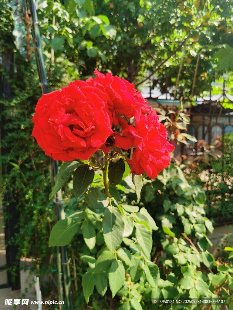 娇艳红花朵朵绿叶相伴