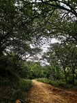 林间土路 静谧自然之景