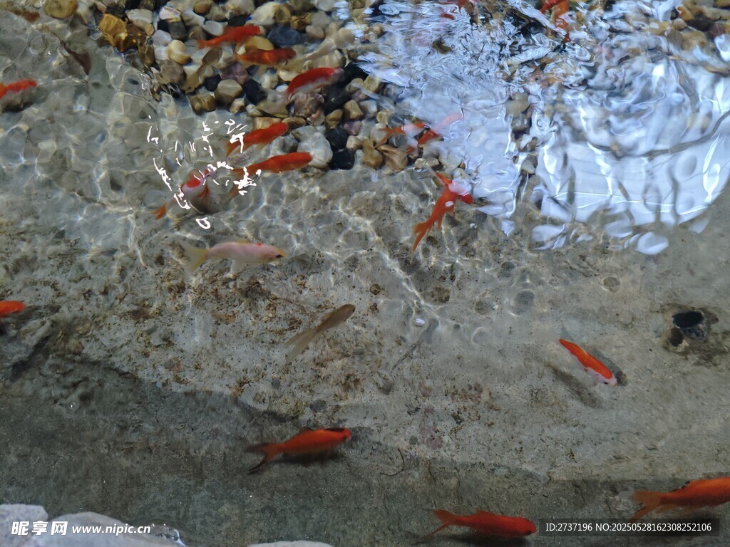 小金鱼