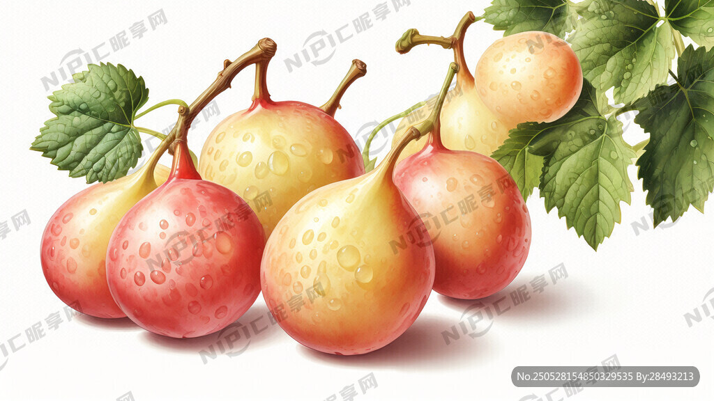 葡萄 梨子 插画风格 白色背景