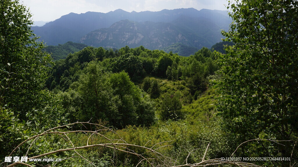山林美景 绿意盎然的自然