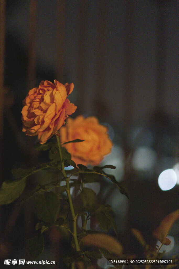 暗夜中的两朵橙黄玫瑰花
