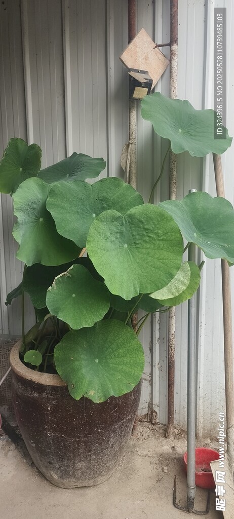 古朴盆栽中的翠绿荷叶