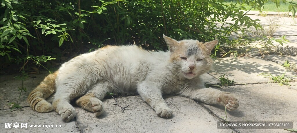 阳光下小憩的可爱猫咪