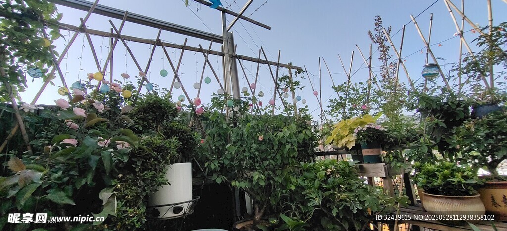 户外绿植繁茂的园艺场景